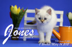Jones ist 8 Wochen alt ( 14.03.2021 )