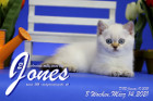 Jones ist 8 Wochen alt ( 14.03.2021 )