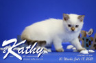 Kathy ist 10 Wochen alt ( 18.07.2021 )