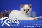 Kathy ist 10 Wochen alt ( 18.07.2021 )