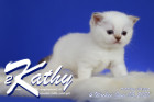 Kathy ist 4 Wochen alt ( 06.06.2021 )