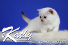 Kathy ist 4 Wochen alt ( 06.06.2021 )