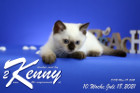 Kenny ist 10 Wochen alt ( 18.07.2021 )