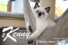 Kenny ist 13 Wochen alt ( 07.08.2021 )