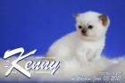 Kenny ist 4 Wochen alt ( 06.06.2021 )