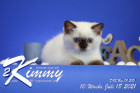 Kimmy ist 10 Wochen alt ( 18.07.2021 )