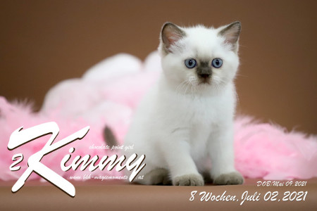 Kimmy ist 8 Wochen alt ( 02.07.2021 )