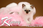 Kimmy ist 8 Wochen alt ( 02.07.2021 )