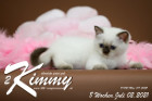 Kimmy ist 8 Wochen alt ( 02.07.2021 )