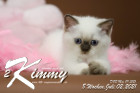 Kimmy ist 8 Wochen alt ( 02.07.2021 )