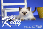 Kody ist 6 Wochen alt ( 19.06.2021 )