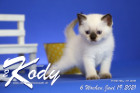 Kody ist 6 Wochen alt ( 19.06.2021 )