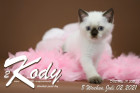 Kody ist 8 Wochen alt ( 02.07.2021 )