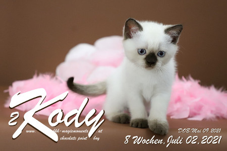 Kody ist 8 Wochen alt ( 02.07.2021 )