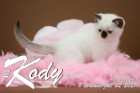 Kody ist 8 Wochen alt ( 02.07.2021 )