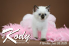 Kody ist 8 Wochen alt ( 02.07.2021 )