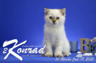 Konrad ist 10 Wochen alt ( 18.07.2021 )