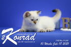 Konrad ist 10 Wochen alt ( 18.07.2021 )