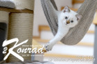 Konrad ist 13 Wochen alt ( 07.08.2021 )