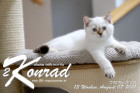 Konrad ist 13 Wochen alt ( 07.08.2021 )