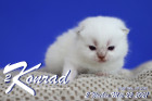 Konrad ist 2 Wochen alt ( 22.05.2021 )