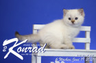 Konrad ist 6 Wochen alt ( 19.06.2021 )