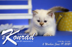 Konrad ist 6 Wochen alt ( 19.06.2021 )