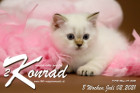 Konrad ist 8 Wochen alt ( 02.07.2021 )