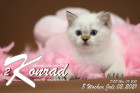 Konrad ist 8 Wochen alt ( 02.07.2021 )