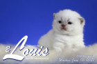 Louis ist 3 Wochen alt ( 05.06.2021 )