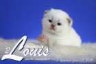 Louis ist 3 Wochen alt ( 05.06.2021 )