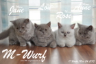 Unser M-Wurf ist 11 Wochen alt geworden ( 24.05.2015 )