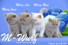 Unser M-Wurf ist 7 Wochen alt geworden ( 26.04.2015 )