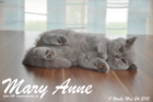 Mary Anne ist 11 Wochen alt geworden (24.05.2015)