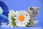 Mary Anne ist 7 Wochen alt geworden (26.04.2015)