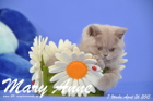 Mary Anne ist 7 Wochen alt geworden (26.04.2015)