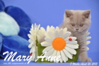 Mary Anne ist 7 Wochen alt geworden (26.04.2015)