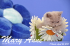 Mary Anne ist 7 Wochen alt geworden (26.04.2015)