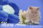 Mary Anne ist 7 Wochen alt geworden (26.04.2015)