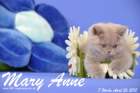 Mary Anne ist 7 Wochen alt geworden (26.04.2015)