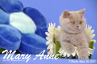 Mary Anne ist 7 Wochen alt geworden (26.04.2015)