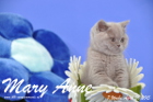 Mary Anne ist 7 Wochen alt geworden (26.04.2015)