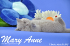 Mary Anne ist 7 Wochen alt geworden (26.04.2015)