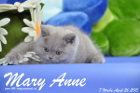 Mary Anne ist 7 Wochen alt geworden (26.04.2015)