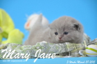 Mary Jane ist 3 Wochen alt geworden (28.03.2015)