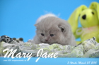 Mary Jane ist 3 Wochen alt geworden (28.03.2015)