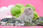 Mary Jane ist 5 Wochen alt geworden (12.04.2015)