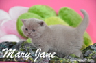 Mary Jane ist 5 Wochen alt geworden (12.04.2015)