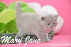 Mary Jane ist 5 Wochen alt geworden (12.04.2015)