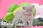 Mary Jane ist 5 Wochen alt geworden (12.04.2015)